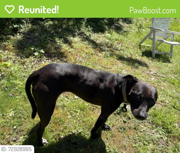 Reunited Female Dog last seen Arrow dental, Milwaukie, OR 97222