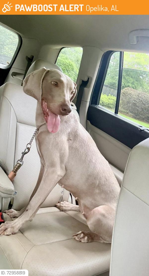 Found/Stray Female Dog last seen Opelika Middle School, Opelika, AL 36801