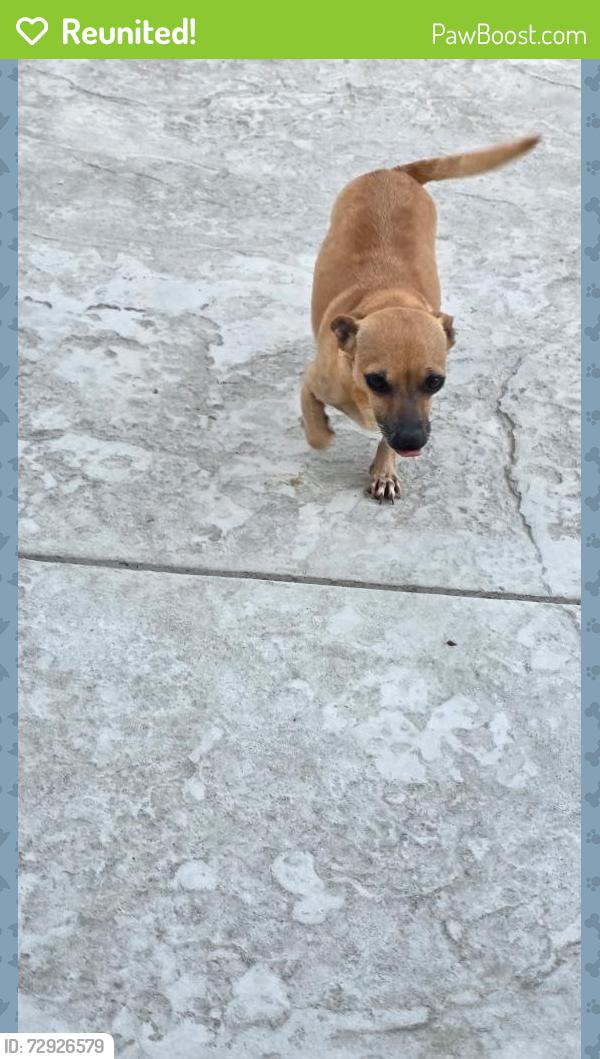 Reunited Female Dog last seen Brandywine , Chula Vista, CA 91911