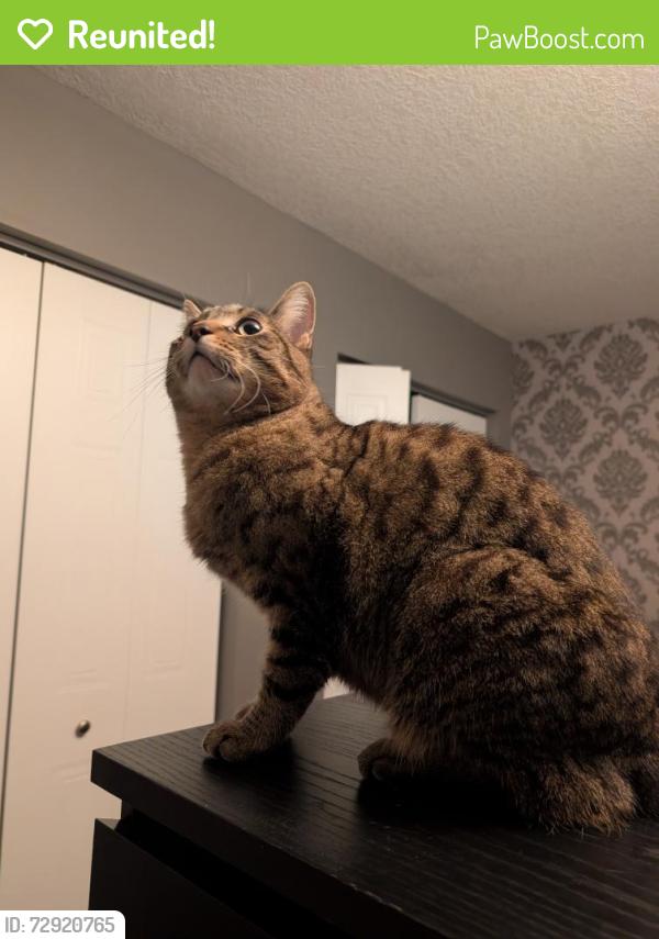 Reunited Male Cat last seen Jerry & Sofron, Cambridge, ON N3C