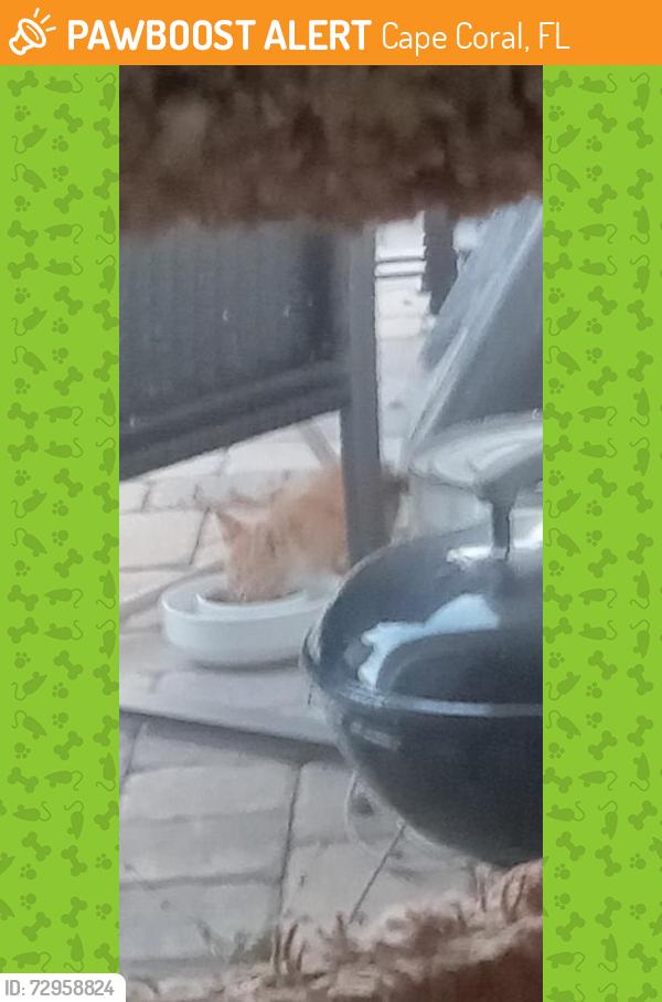 Found/Stray Unknown Cat last seen SW 13th Ave and Trafalgar or Veterans, Cape Coral, FL 33991
