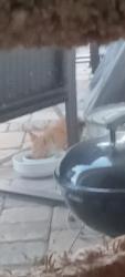 Found/Stray Unknown Cat last seen SW 13th Ave and Trafalgar or Veterans, Cape Coral, FL 33991