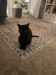 Reunited Female Cat last seen Noland Rd, Shawnee, KS 66216