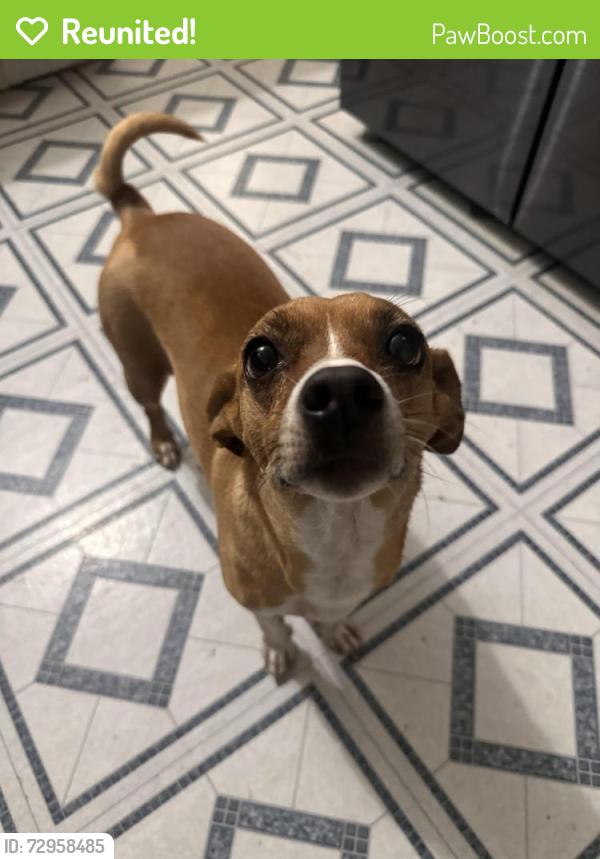 Reunited Female Dog last seen Near rector ave , Fort Worth, TX 76133