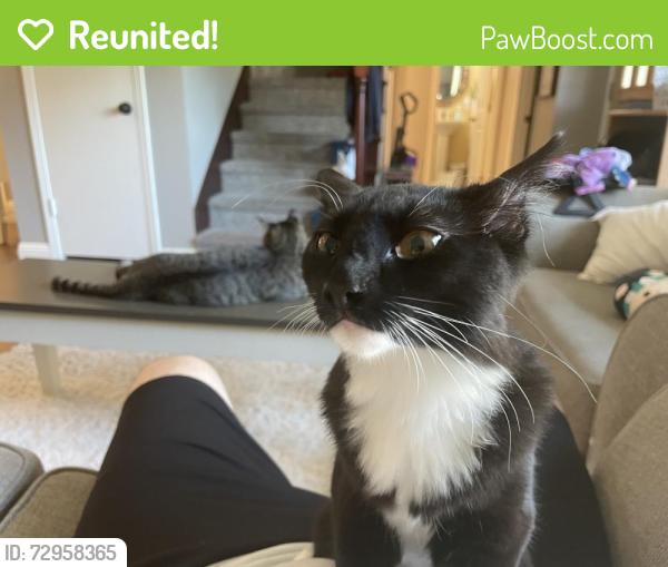 Reunited Female Cat last seen Near Palma Cir, Yorba Linda, ca, Yorba Linda, CA 92886