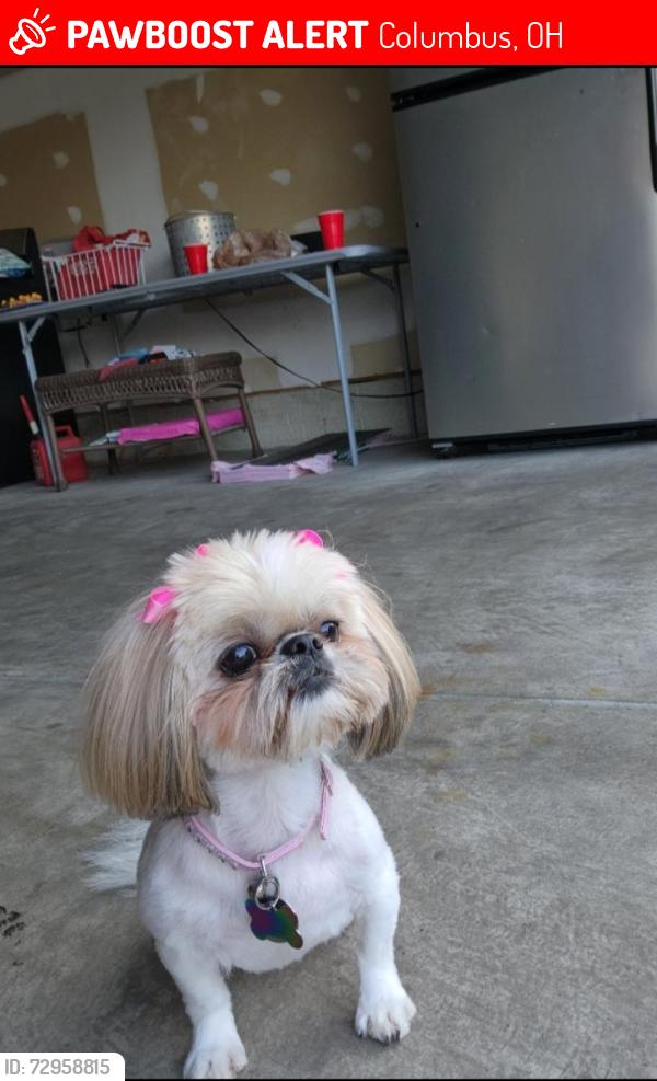Lost Female Dog last seen Hudson, Columbus, OH 43211