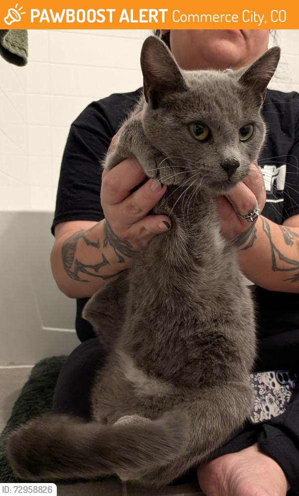 Found/Stray Female Cat last seen Siegel Court and 62nd Place, Commerce City, CO 80022