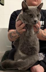Found/Stray Female Cat last seen Siegel Court and 62nd Place, Commerce City, CO 80022