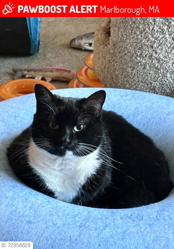 Lost Female Cat last seen Heritage Hill, Marlborough, MA 01752