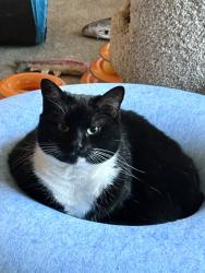Lost Female Cat last seen Heritage Hill, Marlborough, MA 01752