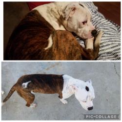 Lost Female Dog last seen Excelsior and Rosecrans , Norwalk, CA 90650