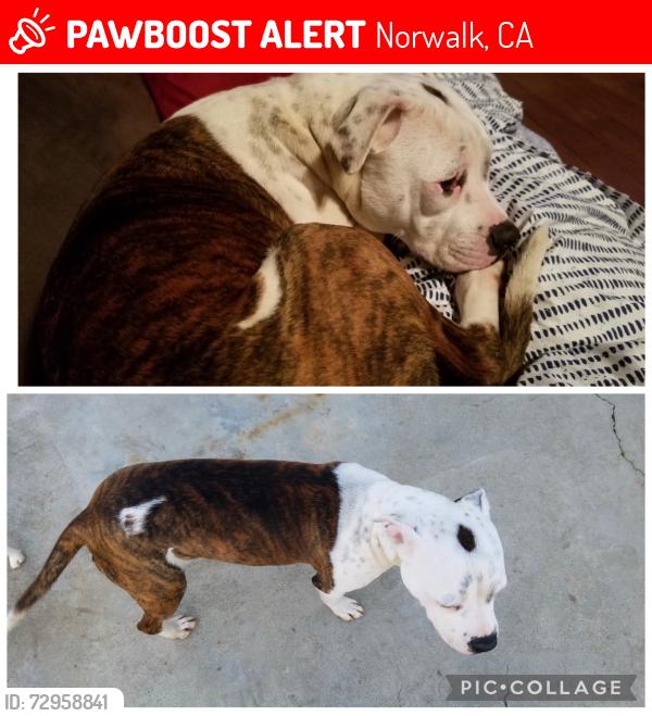 Lost Female Dog last seen Excelsior and Rosecrans , Norwalk, CA 90650