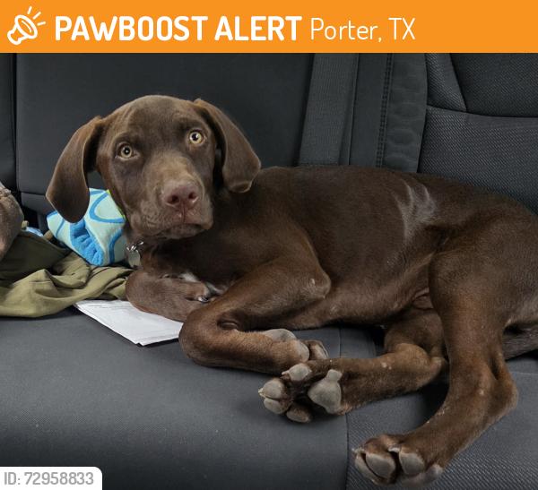Found/Stray Male Dog last seen Near & E. Knox running in the street dodging cars near the tracks, Porter, TX 77365