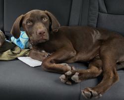 Found/Stray Male Dog last seen Near & E. Knox running in the street dodging cars near the tracks, Porter, TX 77365