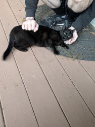 Found/Stray Female Cat last seen Greenbrier Apts, Hillsboro, OR 97006