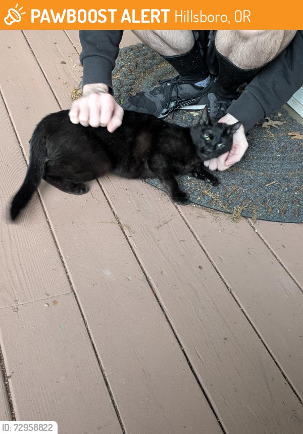Found/Stray Female Cat last seen Greenbrier Apts, Hillsboro, OR 97006