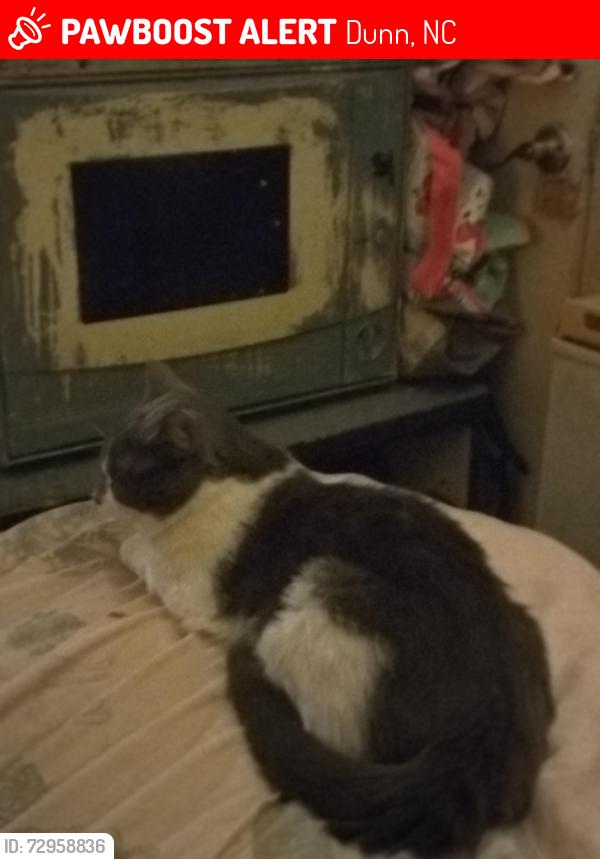 Lost Male Cat last seen E Cumberland st, Dunn, NC 28334