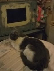 Lost Male Cat last seen E Cumberland st, Dunn, NC 28334