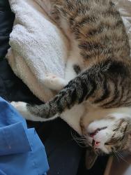Lost Male Cat last seen Backyard, Memphis, TN 38107