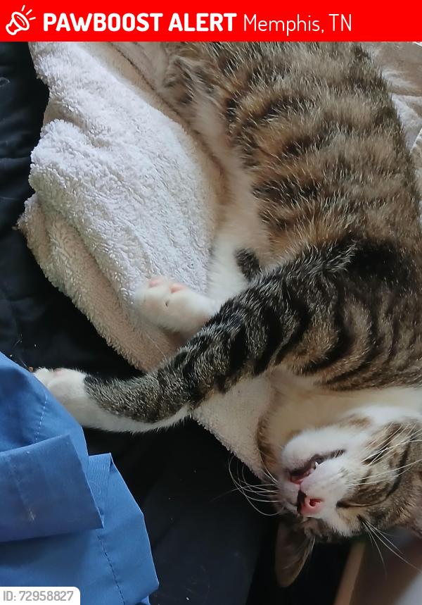 Lost Male Cat last seen Backyard, Memphis, TN 38107