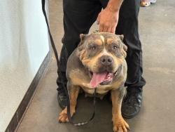 Shelter Stray Female Dog last seen , Chatsworth, CA 91311