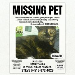 Lost Female Cat last seen  Kingsgate way, West Chester Township, OH 45069