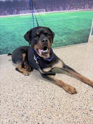 Shelter Stray Male Dog last seen Near BLOCK SW 8 ST, Doral, FL 33122