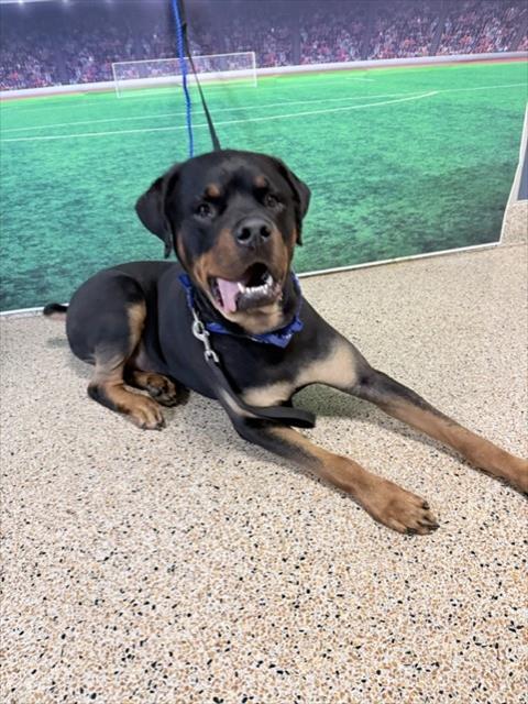 Shelter Stray Male Dog last seen Near BLOCK SW 8 ST, Doral, FL 33122