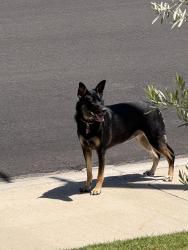 Reunited Female Dog last seen Near Rubicon Circle, Temecula CA 92591, Temecula, CA 92591