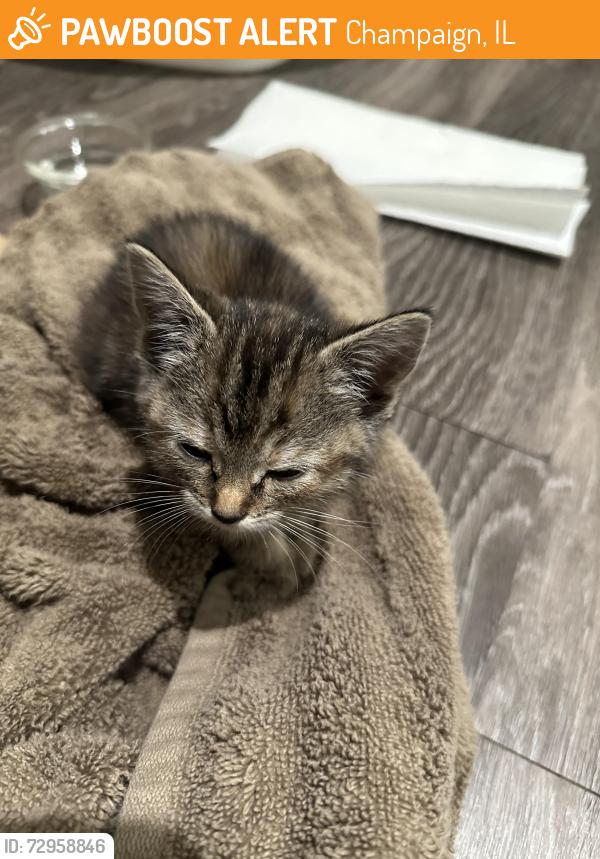Found/Stray Unknown Cat last seen Near 5th street champaign IL, Champaign, IL 61820