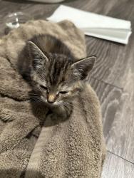 Found/Stray Unknown Cat last seen Near 5th street champaign IL, Champaign, IL 61820