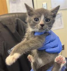 Shelter Stray Male Cat last seen Near BLOCK W EMERY CIR, Salt Lake City, UT 84120