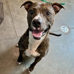 Shelter Stray Male Dog last seen GETFORD RD EUSTIS, Deer Island, FL 32778