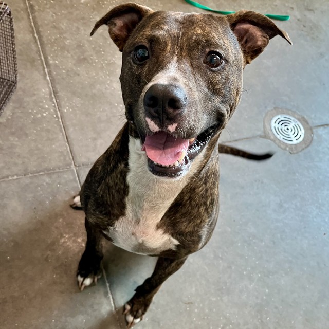 Shelter Stray Male Dog last seen GETFORD RD EUSTIS, Deer Island, FL 32778