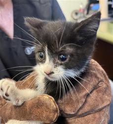 Shelter Stray Male Cat last seen Near BLOCK W EMERY CIR, Salt Lake City, UT 84120