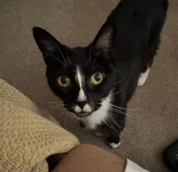 Lost Male Cat last seen Leinbach Park:Jefferson Middle School, Winston-Salem, NC 27106