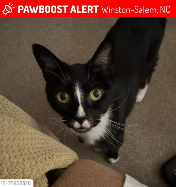 Lost Male Cat last seen Leinbach Park:Jefferson Middle School, Winston-Salem, NC 27106