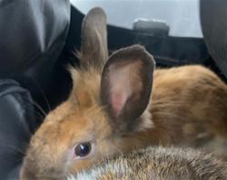 Shelter Stray Unknown Other last seen CALIFORNIA X SPRUCE, San Francisco, CA 94103