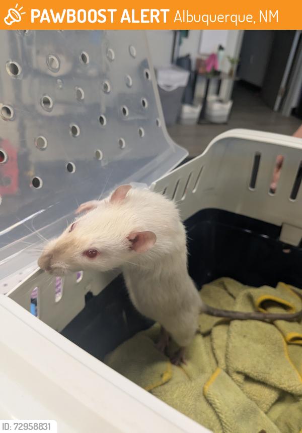 Found/Stray Male Other last seen Matheson Park - Morris and Menaul , Albuquerque, NM 87112