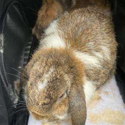 Shelter Stray Unknown Other last seen CALIFORNIA X SPRUCE, San Francisco, CA 94103