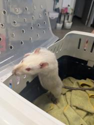 Found/Stray Male Other last seen Matheson Park - Morris and Menaul , Albuquerque, NM 87112