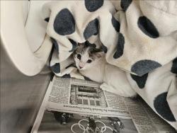 Shelter Stray Female Cat last seen , Los Angeles, CA 90031