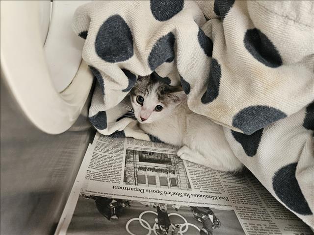 Shelter Stray Female Cat last seen , Los Angeles, CA 90031