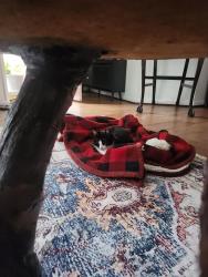 Reunited Female Cat last seen St George Drive and Hautz Way, Yorktown, VA 23693