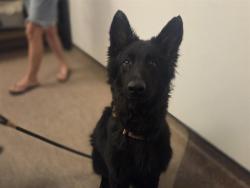 Shelter Stray Male Dog last seen JENNINGS STATION RD AND MCLARAN AVE, Brentwood, MO 63144