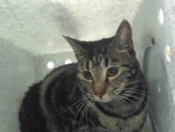 Shelter Stray Female Cat last seen , Albuquerque, NM 87112