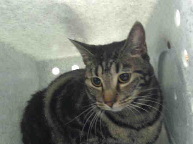 Shelter Stray Female Cat last seen , Albuquerque, NM 87112