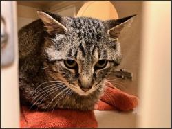 Shelter Stray Male Cat last seen Near BLOCK S OSCEOLA ST, DENVER CO 80219, Denver, CO 80223
