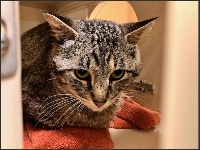 Shelter Stray Male Cat last seen Near BLOCK S OSCEOLA ST, DENVER CO 80219, Denver, CO 80223