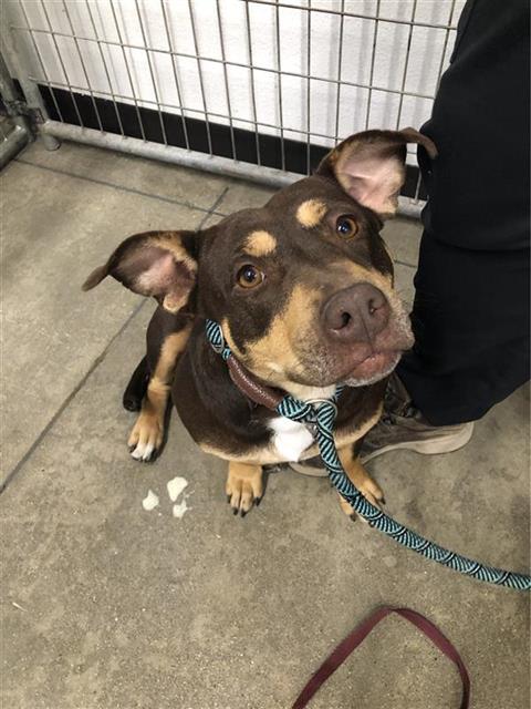 Shelter Stray Female Dog last seen Near BLOCK W BULLARD AVE, FRESNO CA 93711 3910, Fresno, CA 93727